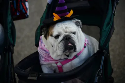 DSC_0411 (Large).JPG